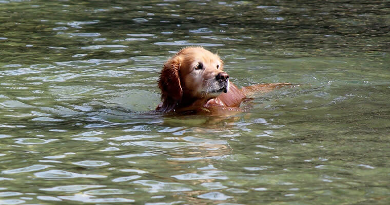 golden-retriever