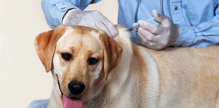 vacuna perros
