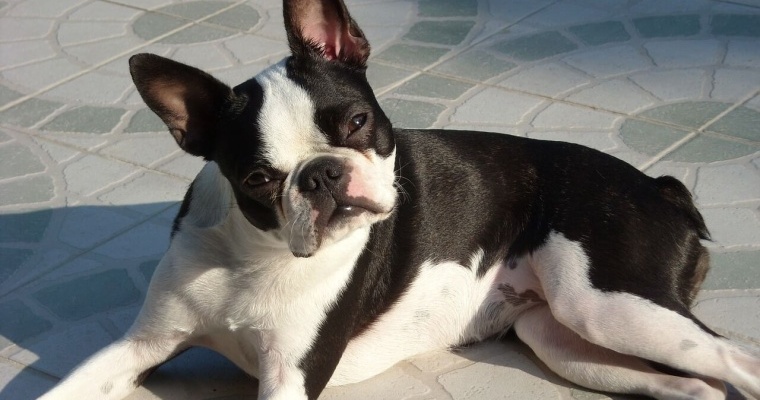 perro