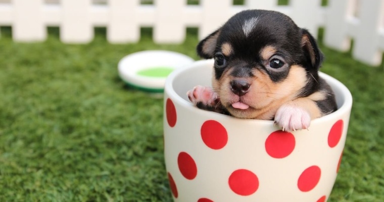 chihuahua