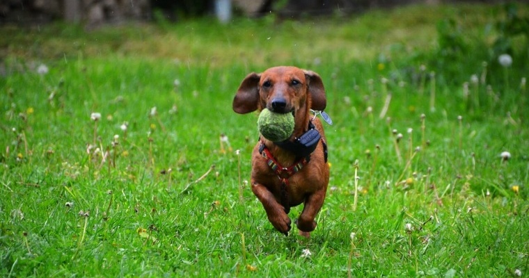 perro pelota