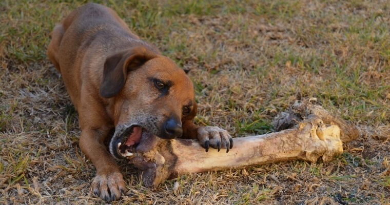 perro hueso