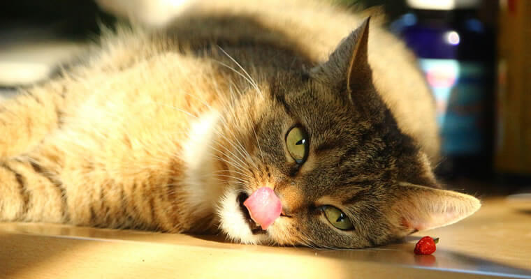 Porque Los Gatitos Sacan La Lengua