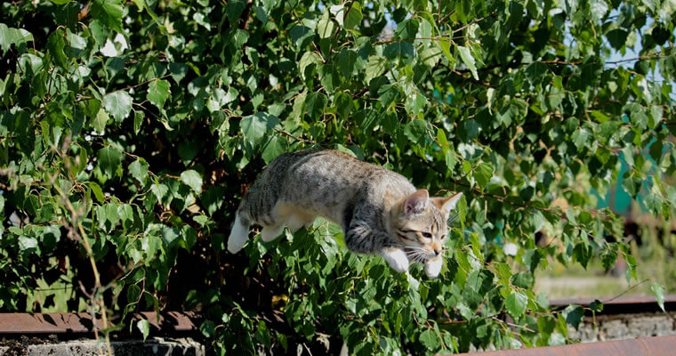 gato salta