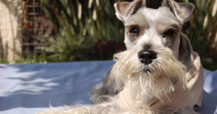perro