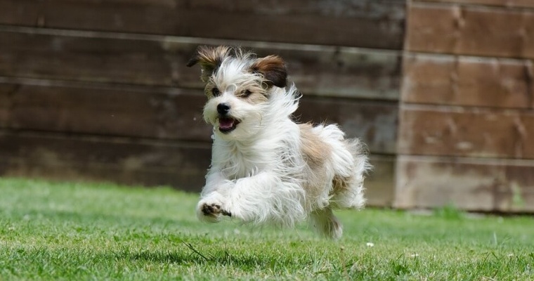 perro
