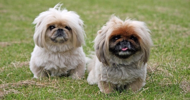 perros