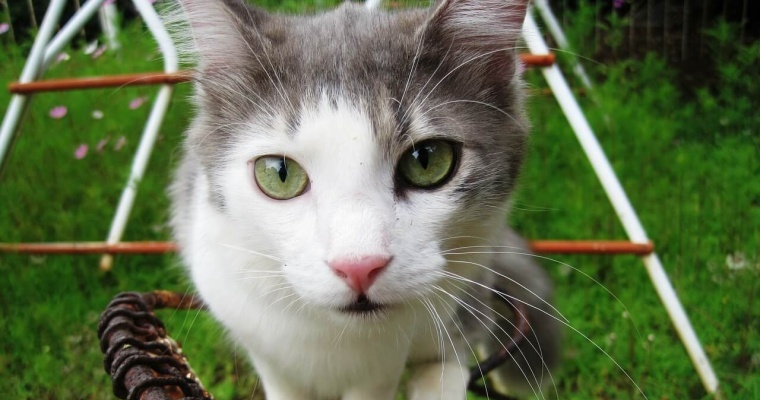 gato
