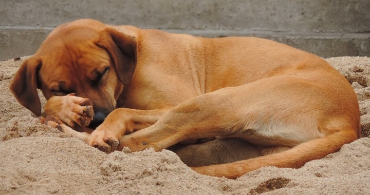 perro