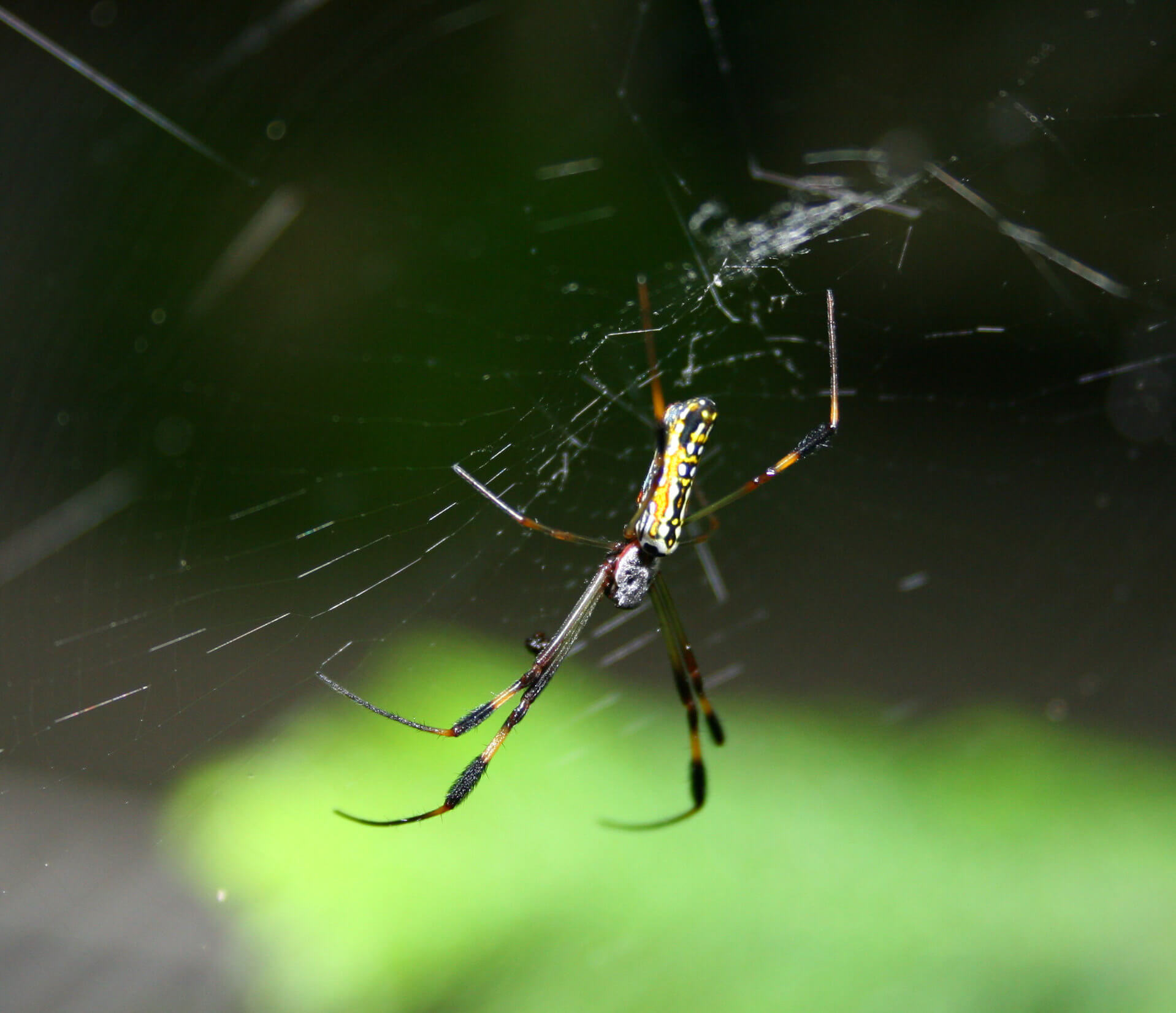 Por qué las arañas no se pegan en su telaraña | webanimales.com