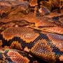 La serpiente más venenosa del mundo