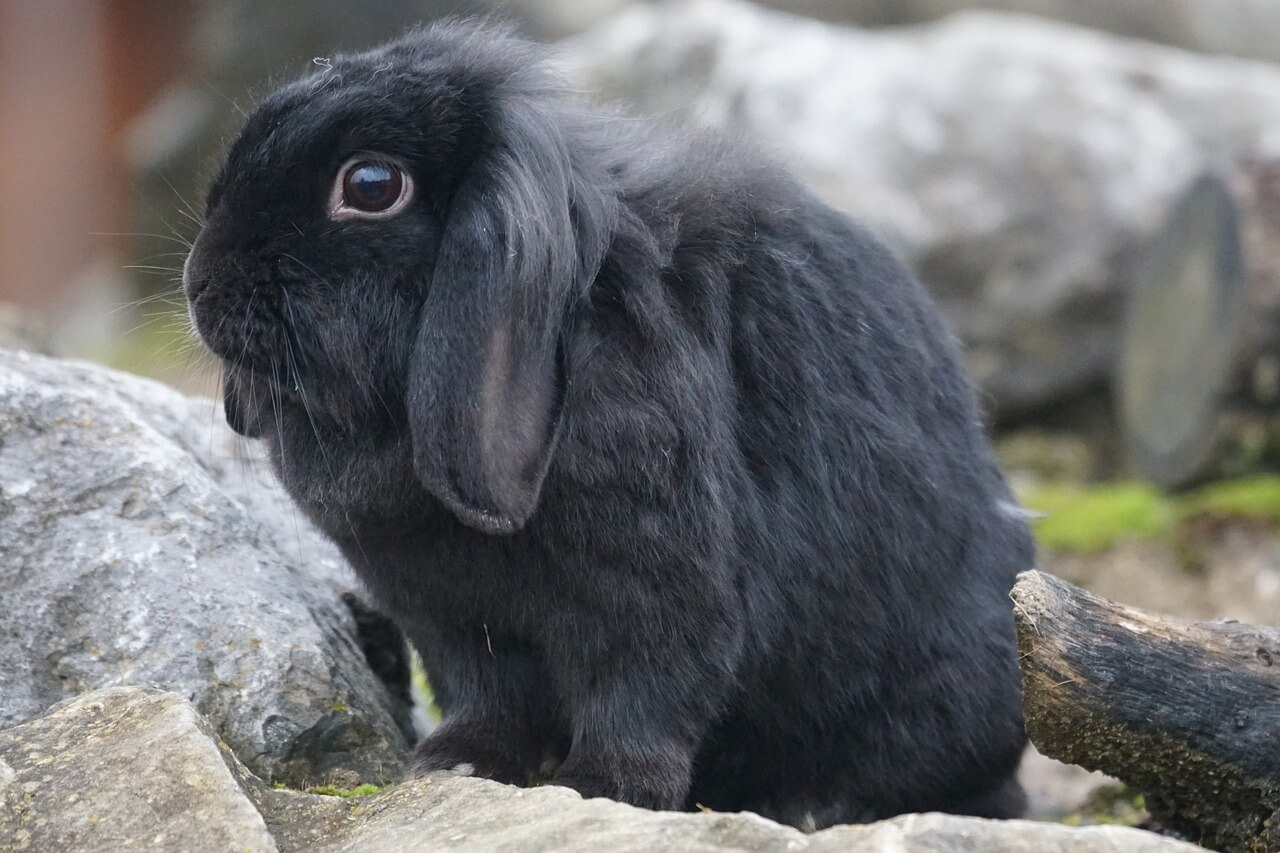 Cuidados del conejo belier