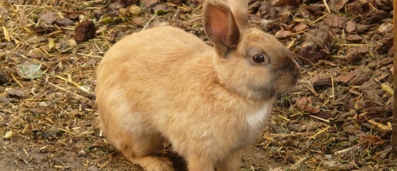 conejo