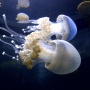 Las medusas son peligrosas