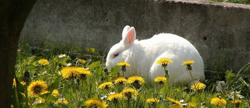 conejo