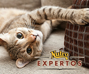 gato arañando sofá