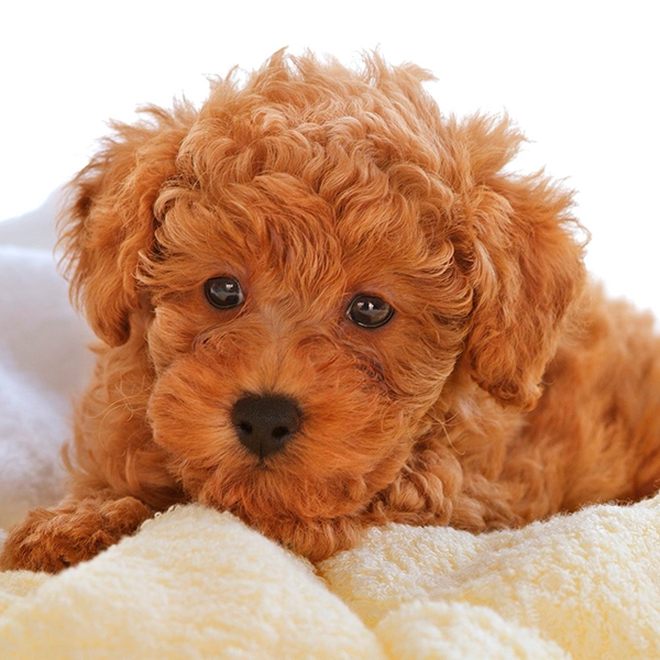 Logo de Criadero Villacoral