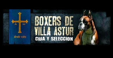 Logo de Boxers de Villa Astur