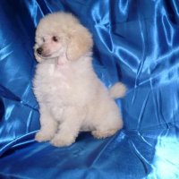 Primera imagen de Criadero Villacoral