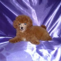 Imagen del criaddor Criadero Villacoral