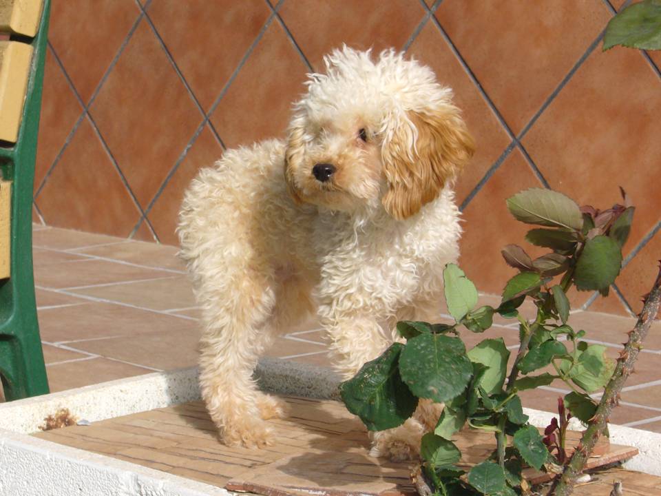 Imagen del criaddor Vicembeiker