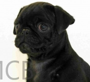 Imagen de Mascotas CostaBrava