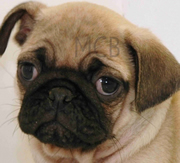 Imagen de Mascotas CostaBrava