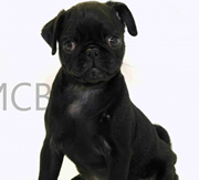 Imagen de Mascotas CostaBrava