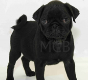 Imagen de Mascotas CostaBrava