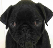 Primera imagen de Mascotas CostaBrava