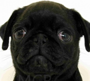 Imagen Mascotas CostaBrava