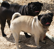 Imagen del criaddor Carlbulls