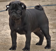 Primera imagen de Carlbulls