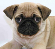 Imagen del criaddor Mascotas CostaBrava