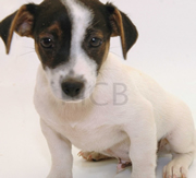 Imagen de Mascotas CostaBrava