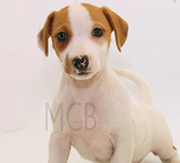 Primera imagen de Mascotas CostaBrava