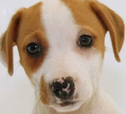 Imagen de Mascotas CostaBrava