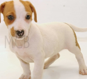 Imagen Mascotas CostaBrava