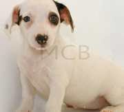 Imagen de Mascotas CostaBrava