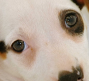 Imagen de Mascotas CostaBrava