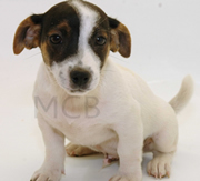 Imagen del criaddor Mascotas CostaBrava