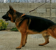 Imagen del criaddor Lu-Michelfer