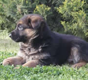 Imagen de Centro Canino Carpe Diem