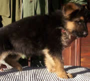Imagen de Centro Canino Carpe Diem