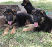 Imagen de Centro Canino Carpe Diem