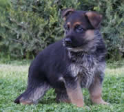 Imagen Centro Canino Carpe Diem