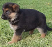 Primera imagen de Centro Canino Carpe Diem