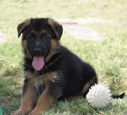 Imagen de Centro Canino Carpe Diem