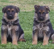 Imagen del criaddor Centro Canino Carpe Diem