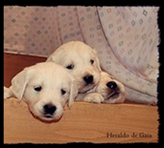 Imagen Heraldo de Gaia